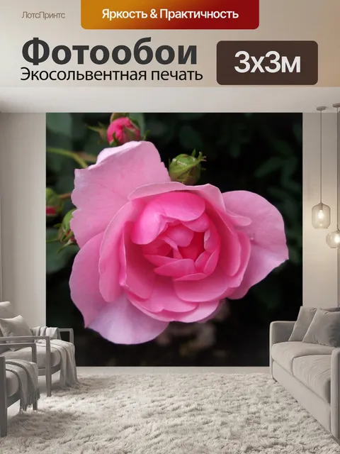 Фотообои Роза