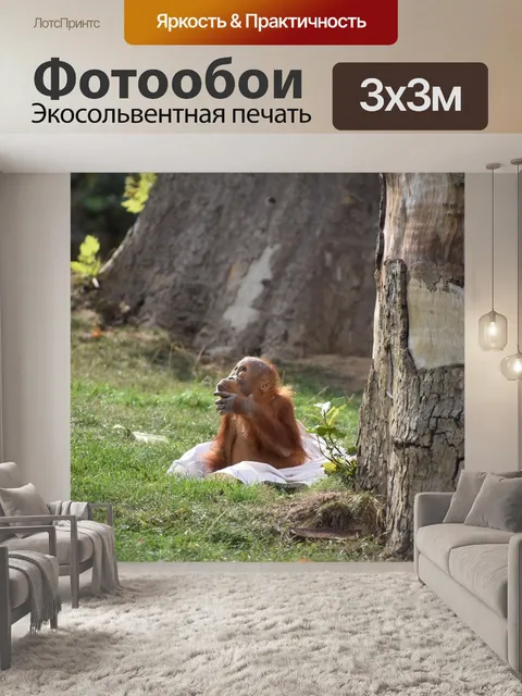 Фотообои Орангутанг