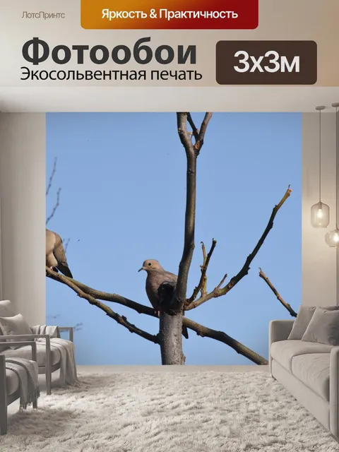 Фотообои Пара траурных голубей