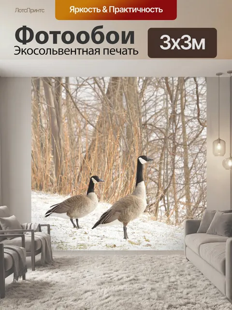 Фотообои Канадский гусь