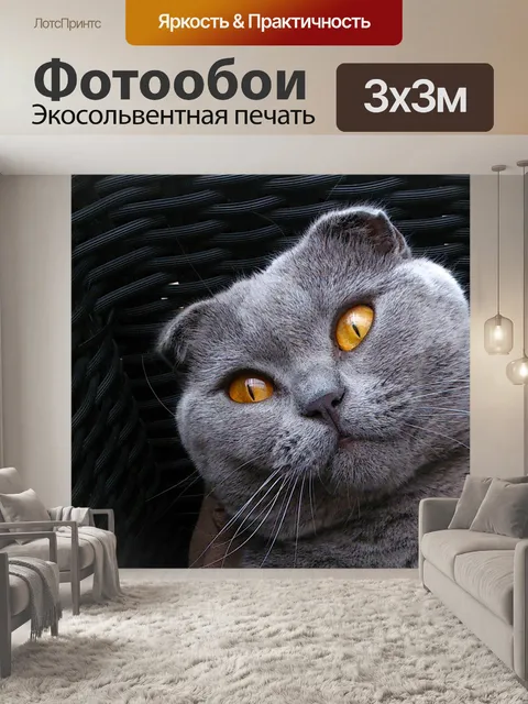 Фотообои Шотландская вислоухая кошка