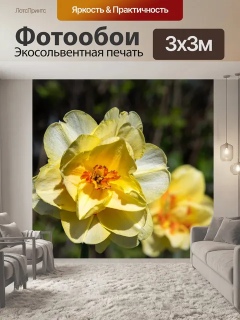 Фотообои Цветок, Дикий Нарцисс