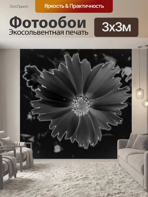 Фотообои Рассеянный черный ромашка