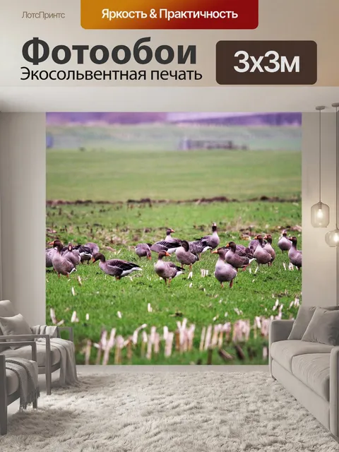 Фотообои Поле