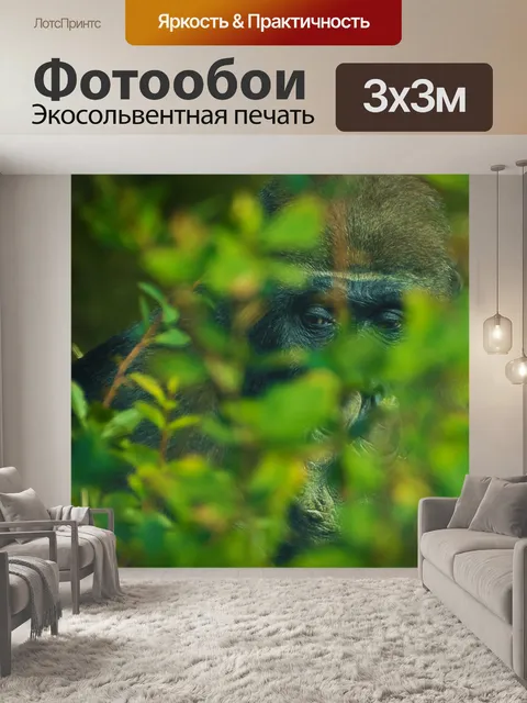 Фотообои Горилла