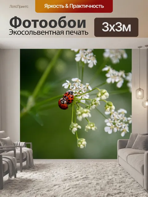 Фотообои божья коровка, кокчинеллида