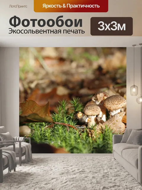 Фотообои Гриб