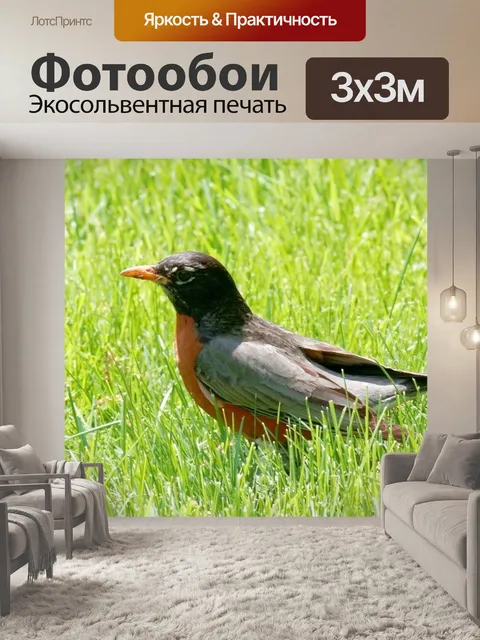 Фотообои Американский Робин в траве