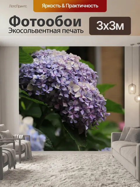 Фотообои Гортензия