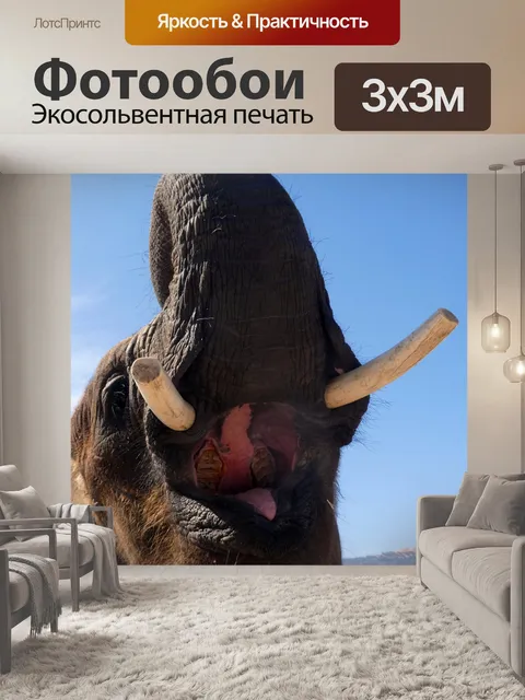 Фотообои Слон с открытым ртом