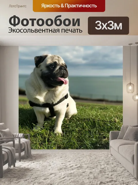Фотообои Мопс