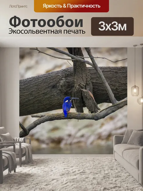 Фотообои Лазурный зимородок