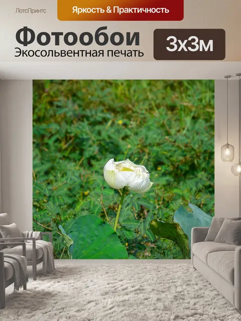 Фотообои Цветок лотоса