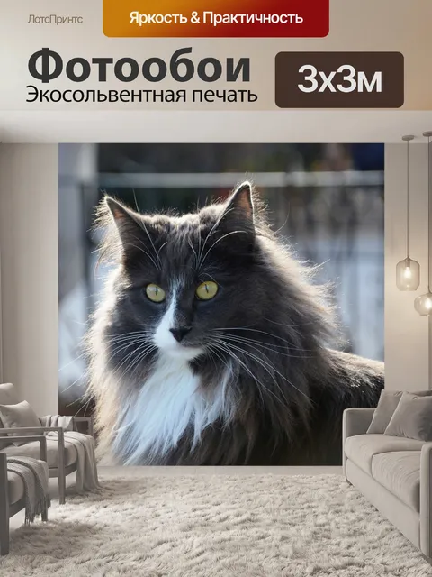 Фотообои Кот