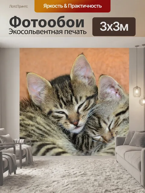 Фотообои Мир котят