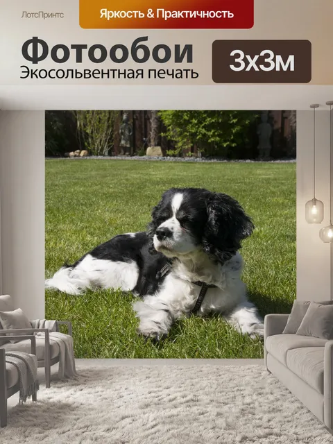 Фотообои Собака