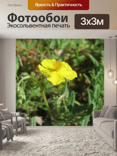 Фотообои Helianthemum nummularium