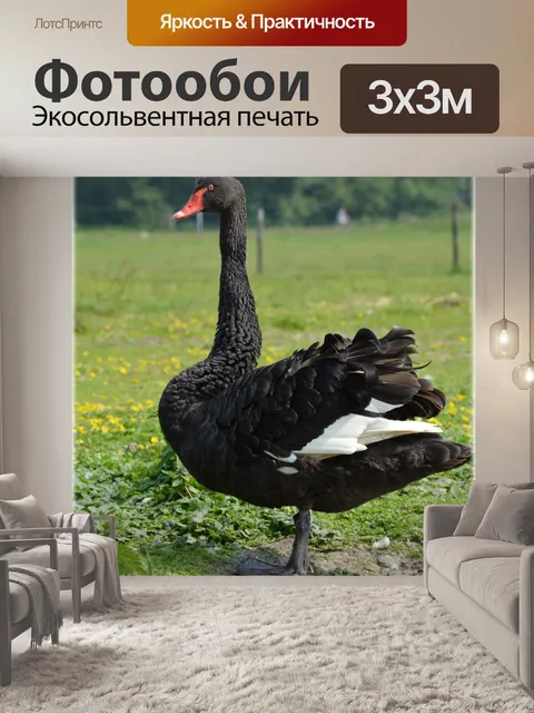 Фотообои Черный лебедь серии 5, 7 черных крыльях
