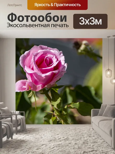 Фотообои Розовая роза