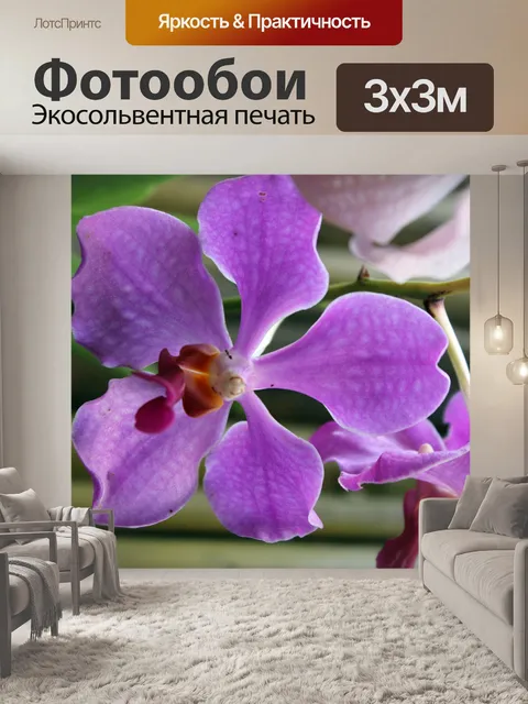Фотообои фиолетовых орхидей