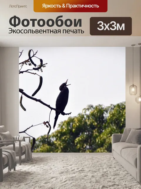 Фотообои Баклан