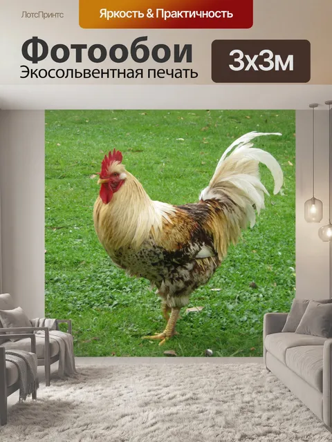 Фотообои Старый петух фермы