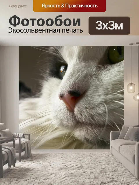 Фотообои Усы Cat