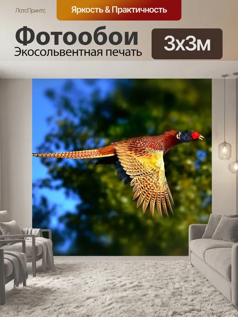 Фотообои Кольцо шеей фазан