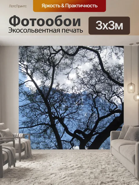 Фотообои Почти голые джакаранда дерево