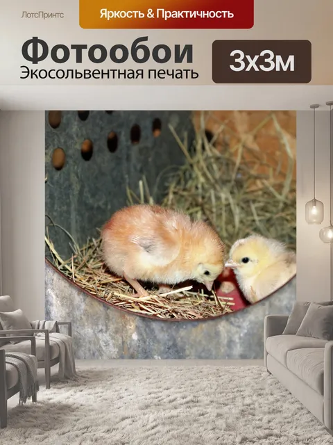 Фотообои Два младенца-цыплята в гнезде