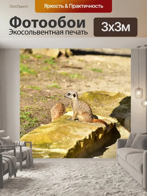 Фотообои Сурикат