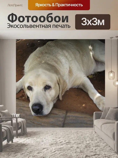 Фотообои сонный собака