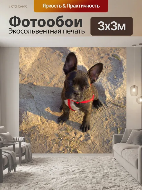 Фотообои Бульдог