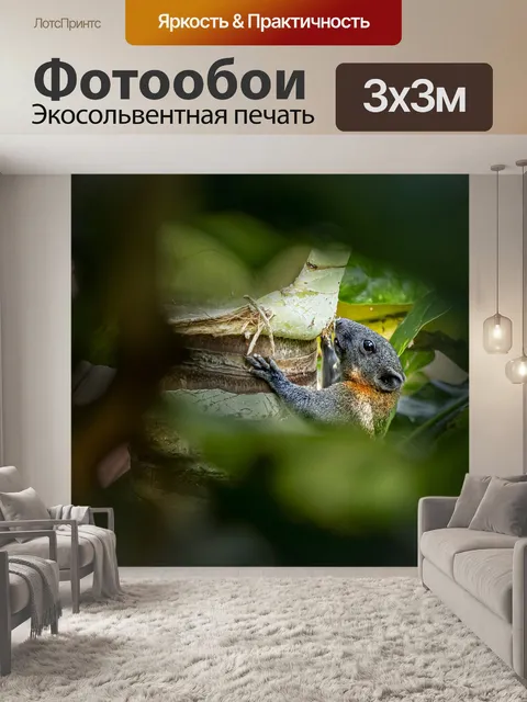 Фотообои Серые пузатые белки