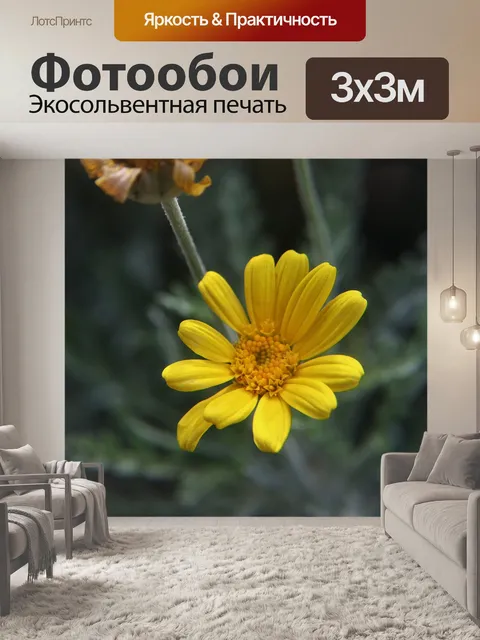 Фотообои маленький желтый ромашка