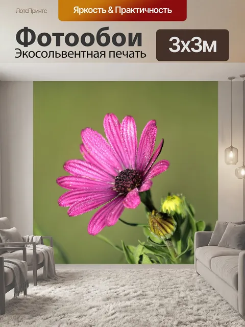 Фотообои Фиолетовый ромашка и роса вид сбоку