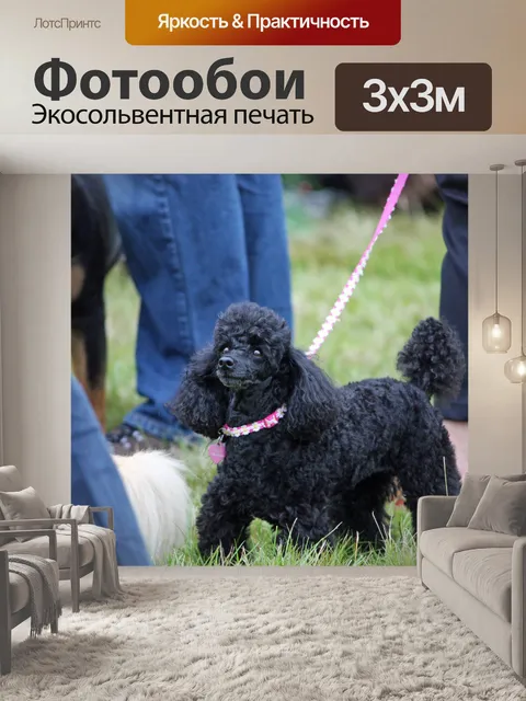 Фотообои Симпатичный черный пудель собака