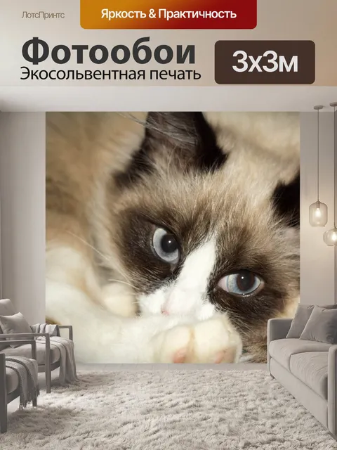 Фотообои Кот