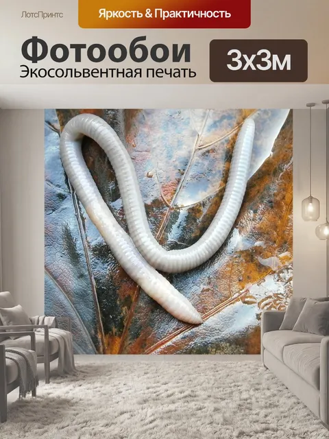 Фотообои Дождевой червь