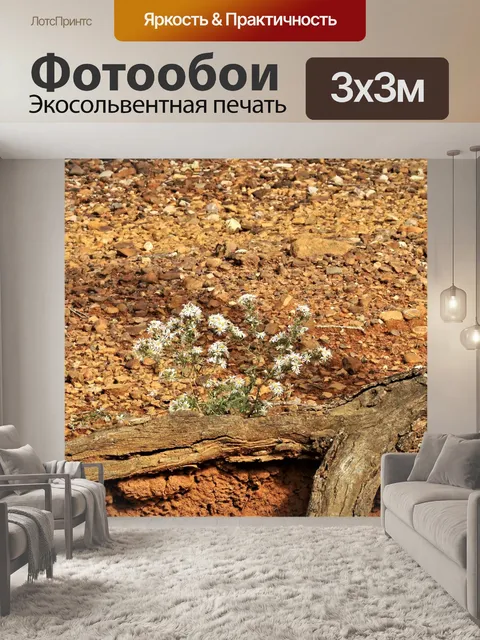 Фотообои Дикие астры и корни деревьев