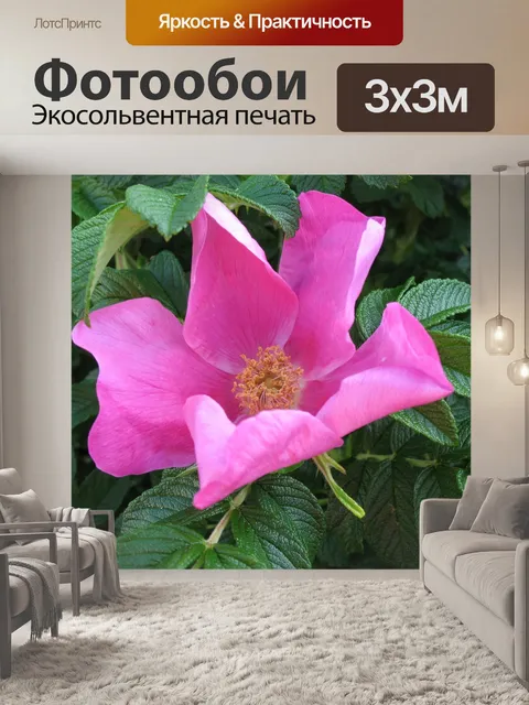 Фотообои Роза