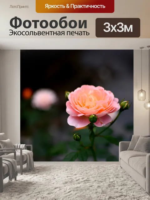 Фотообои Роза