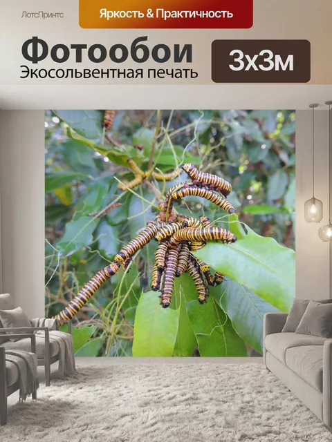 Фотообои Морщины
