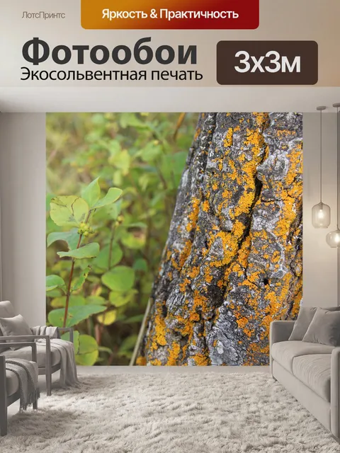Фотообои Черный тополь