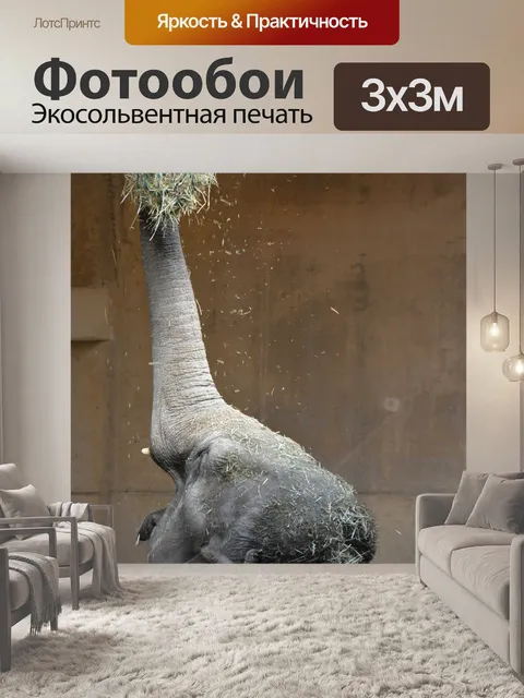 Фотообои Слон