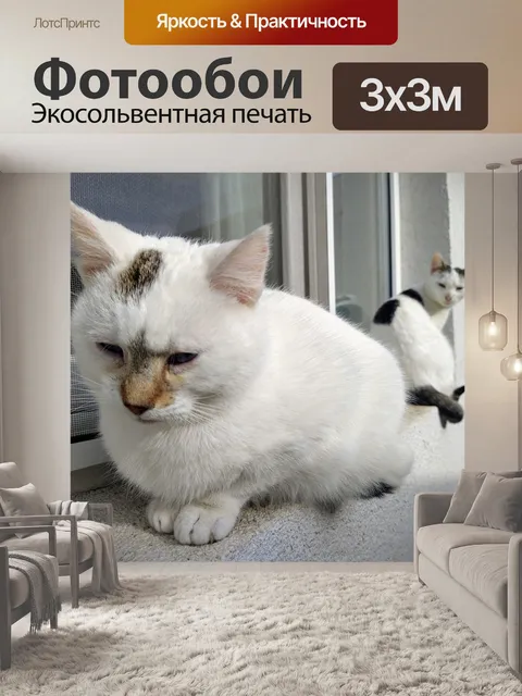 Фотообои Белые кошки