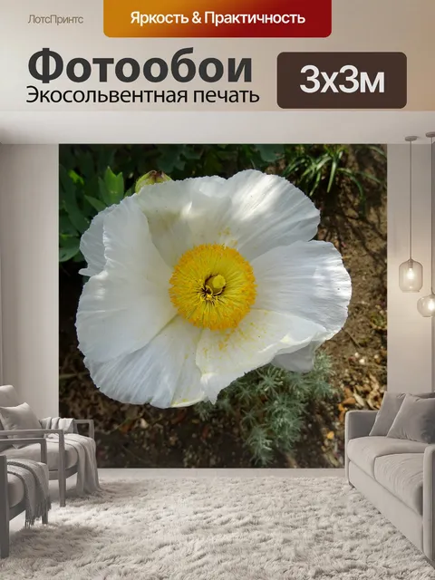 Фотообои Красивый летний цветок