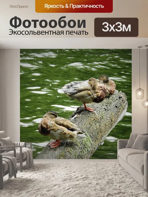 Фотообои Утки