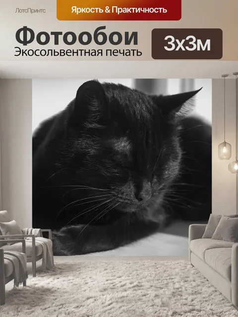 Фотообои Кот
