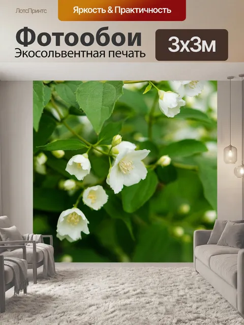 Фотообои Жасмин ветке крупным планом